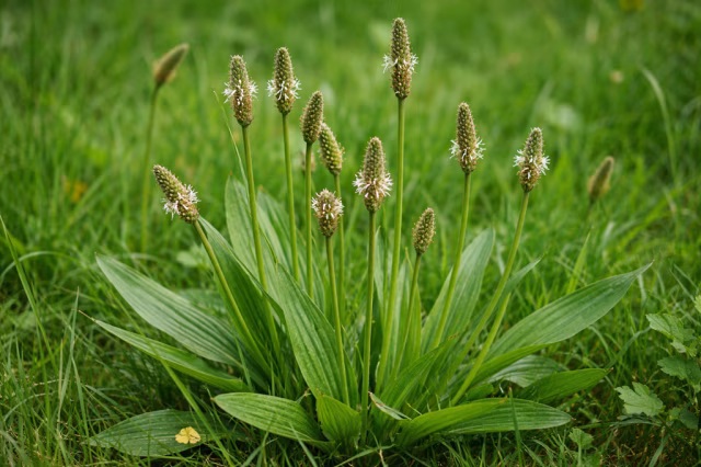 Jitrocel: zelený obvaz i sirup na průdušky